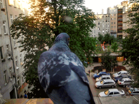 Pigeon on a ledge