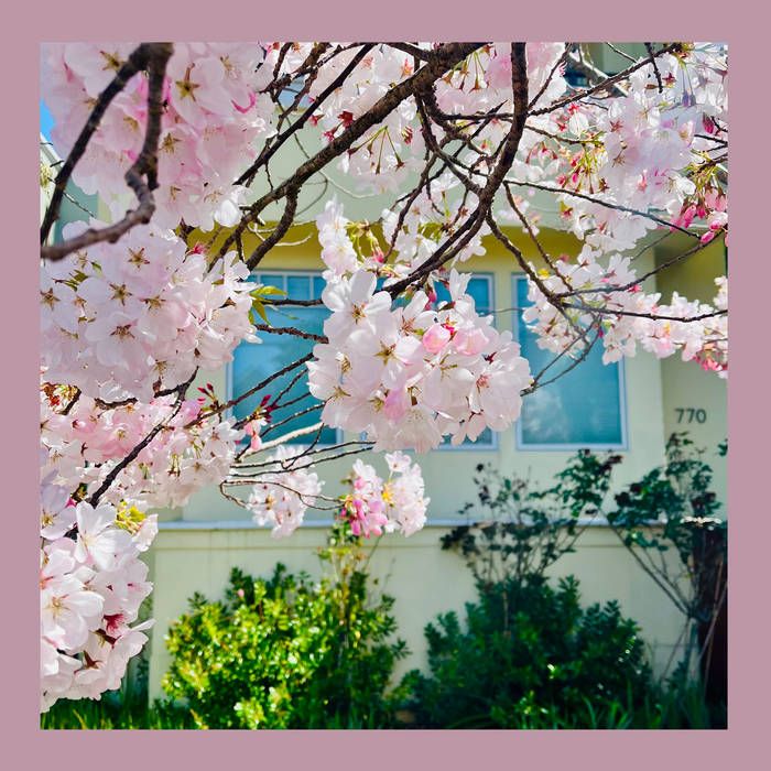 Album cover featuring a flowering tree in the foreground and a building in the background