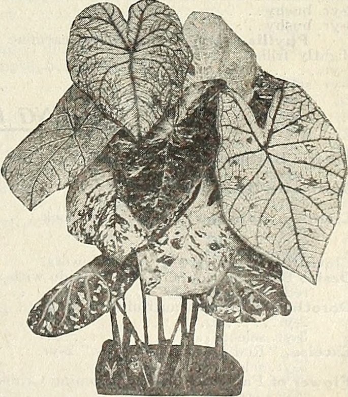 Old image of a plant
